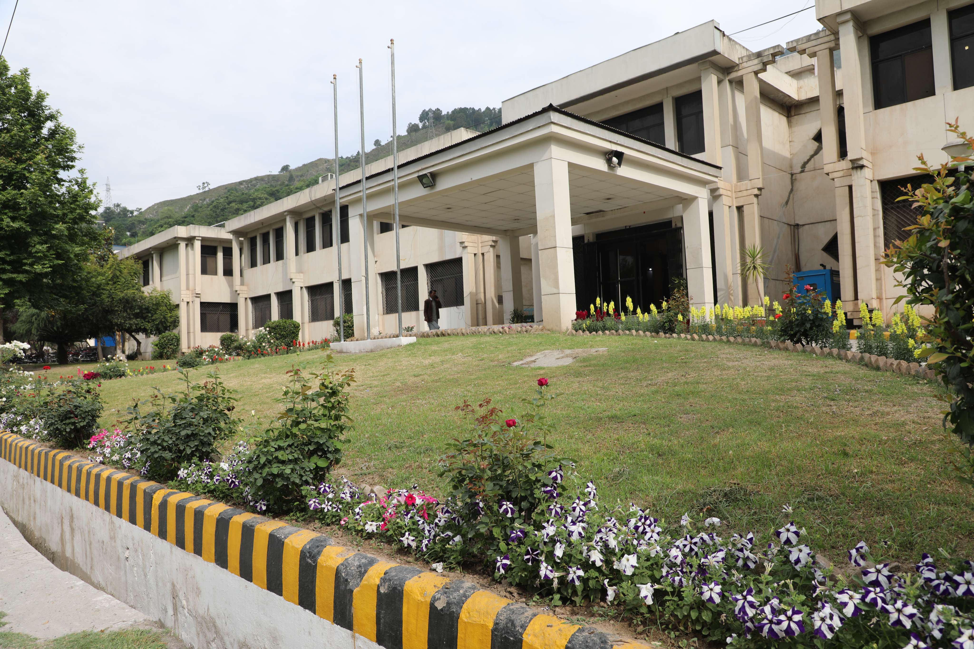 Cherry blossoms near Admin Block