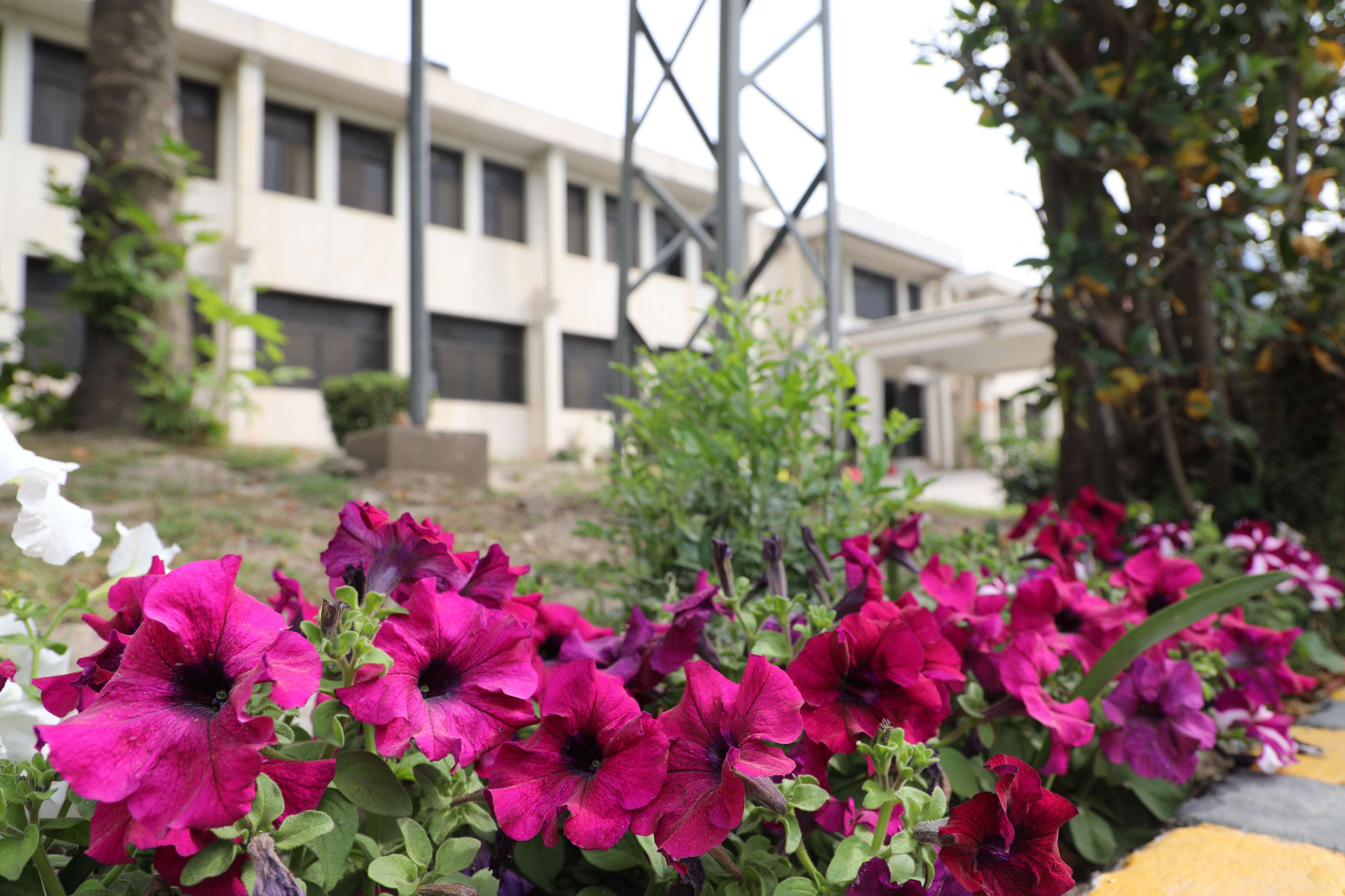 Branches with flowers